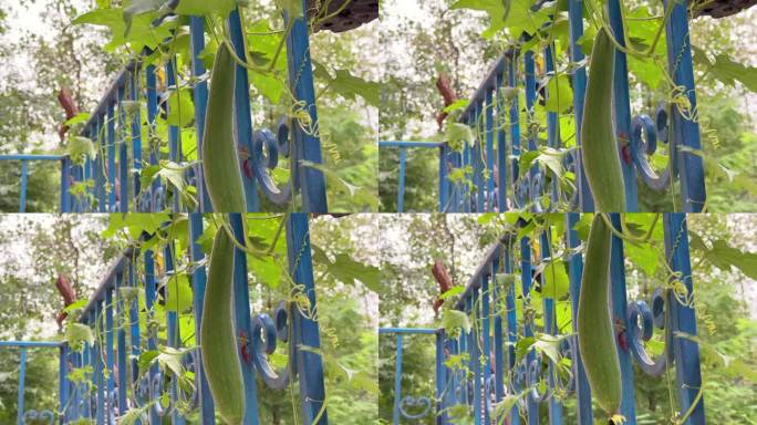 海绵葫芦花植物黄瓜用来洗碗或身体在浴室自然纹理生长在后院在潮湿的农村村庄气候森林景观在城镇伊朗家庭生