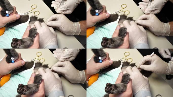 医生用注射器通过导尿管冲洗被尿路结石堵塞的猫尿道。猫急性尿潴留的膀胱导尿术。