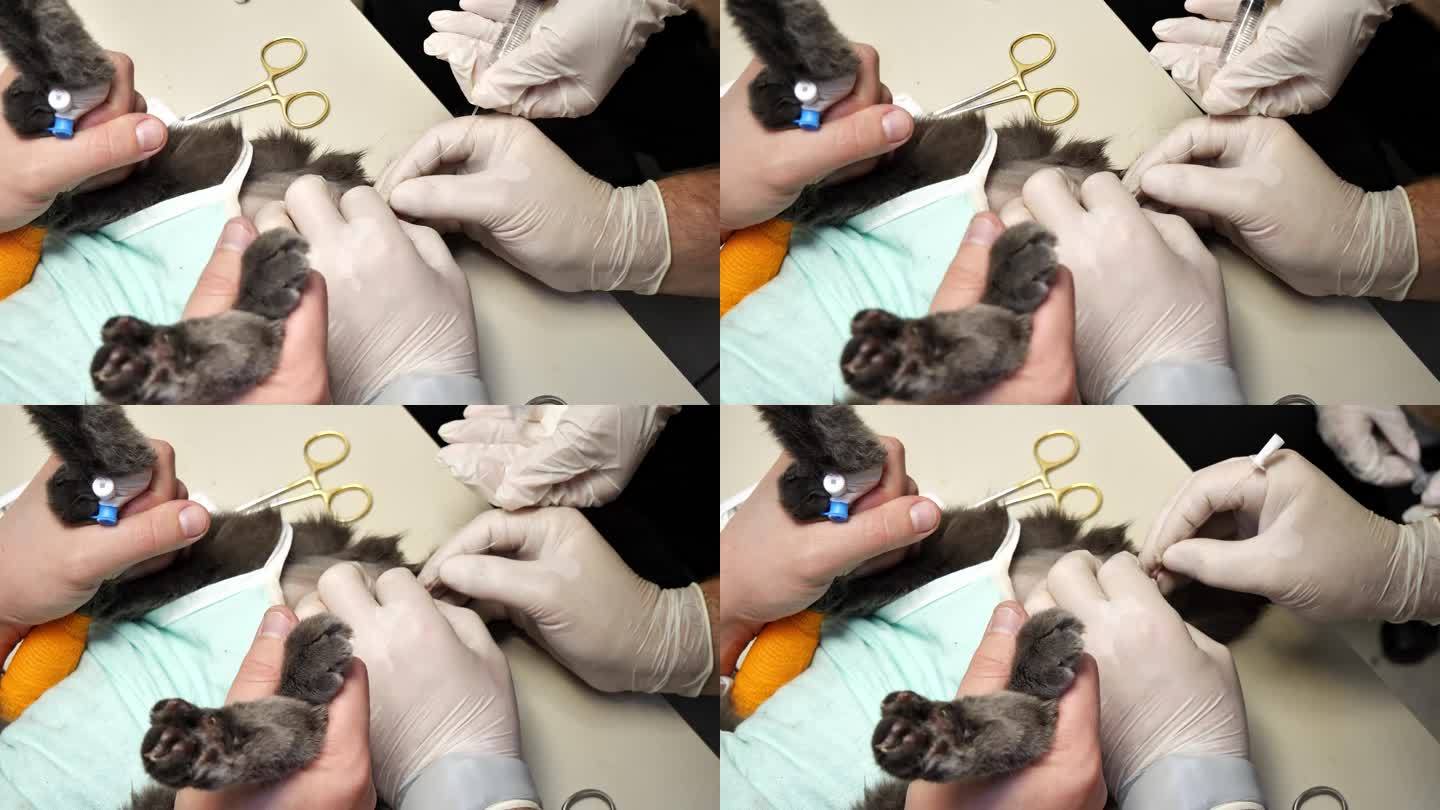 医生用注射器通过导尿管冲洗被尿路结石堵塞的猫尿道。猫急性尿潴留的膀胱导尿术。