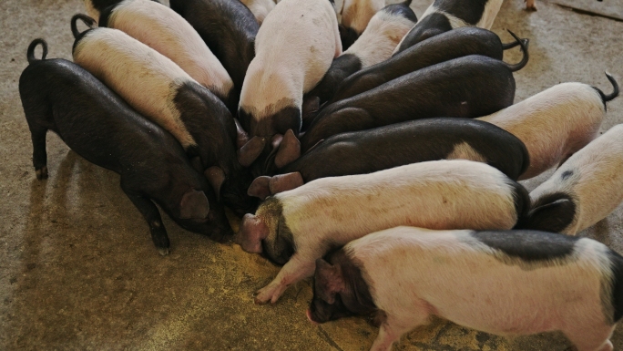 【原创4K】猪场养殖监测喂猪饲料猪吃饲料