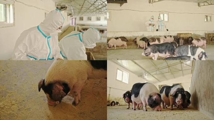 【原创4K】猪场养殖监测喂猪饲料猪吃饲料