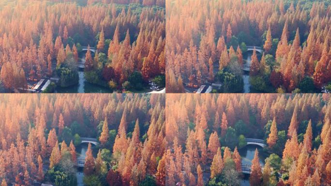 上海东平国家森林公园景观桥