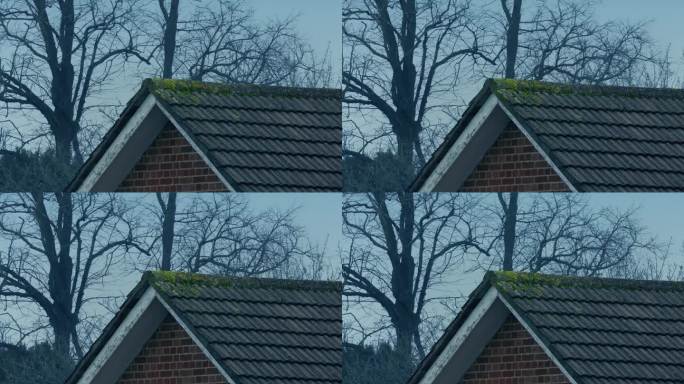 阴风天的屋顶和树木