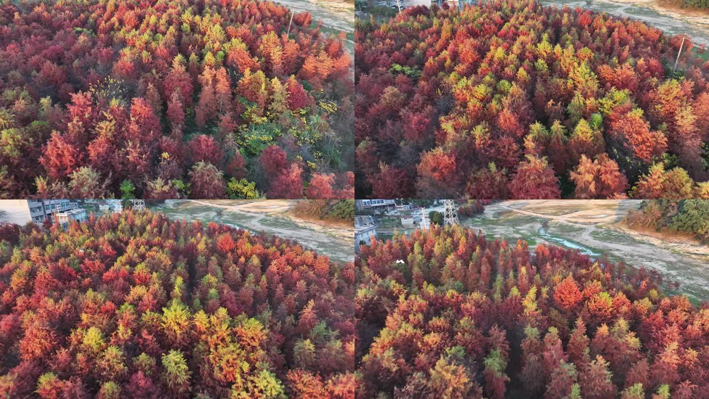 台州温岭湖漫水库水杉林