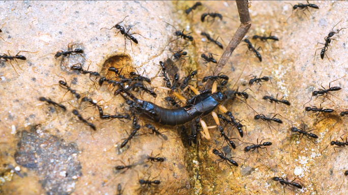 蚂蚁搬运食物昆虫尸体