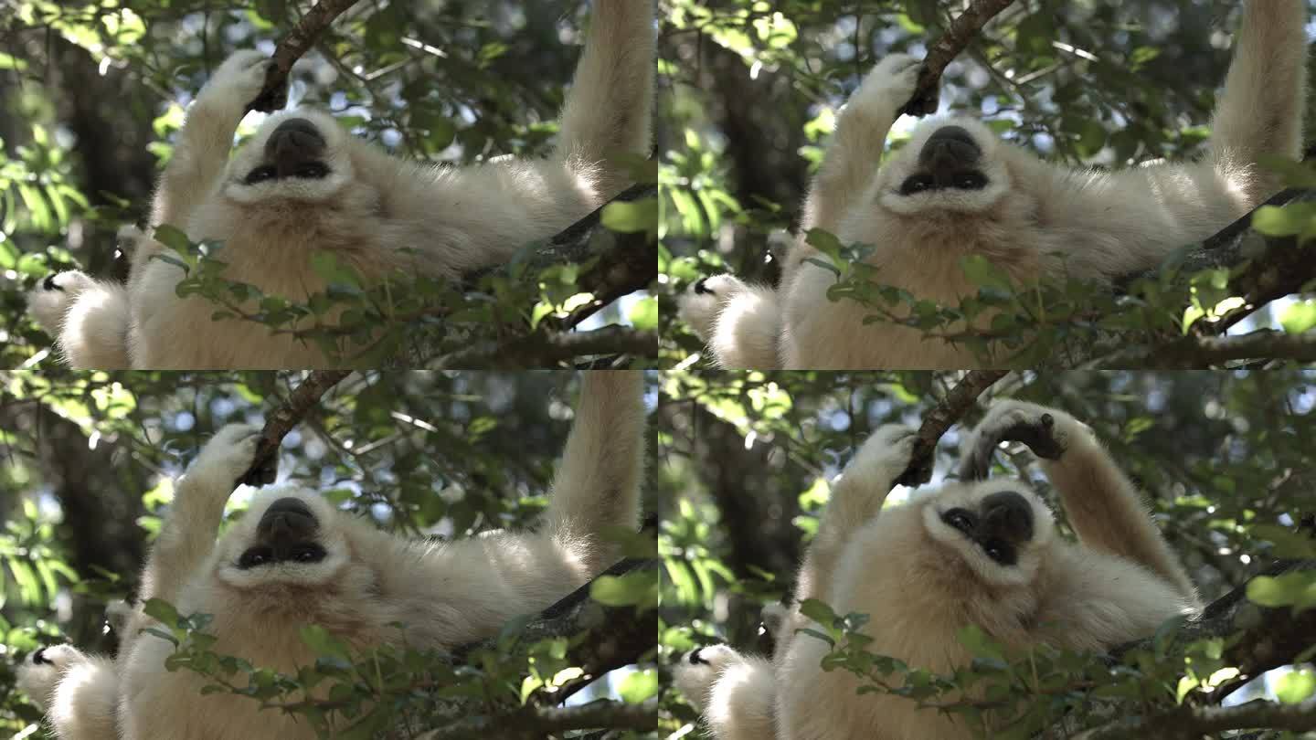 白掌长臂猿倒立在树枝上休息