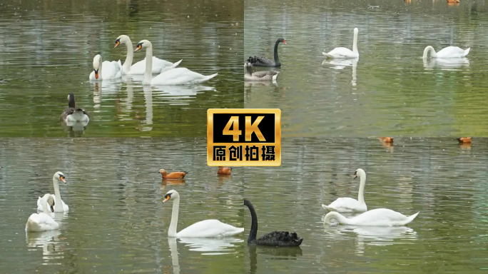 4K实拍动物鸟类天鹅