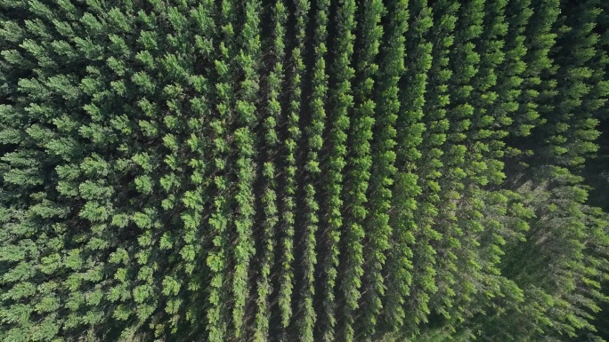 4K航拍山地树木森林林地