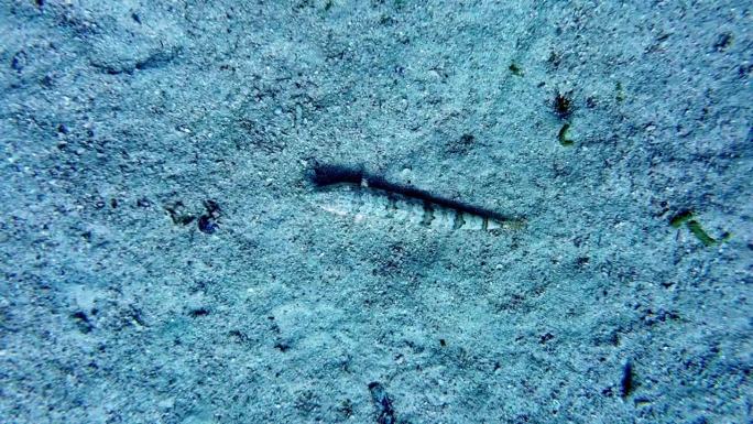 结骨龙，也被称为蜥蜴鱼，在穿过沙子之前一动不动地躺在海底
