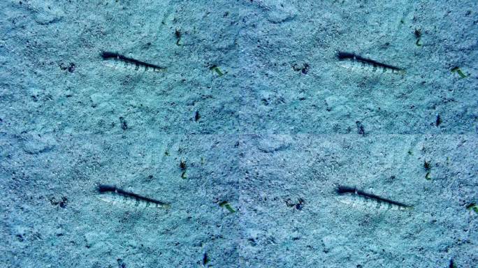 结骨龙，也被称为蜥蜴鱼，在穿过沙子之前一动不动地躺在海底