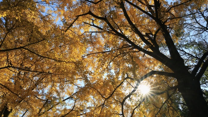 阳光透过高大的银杏树