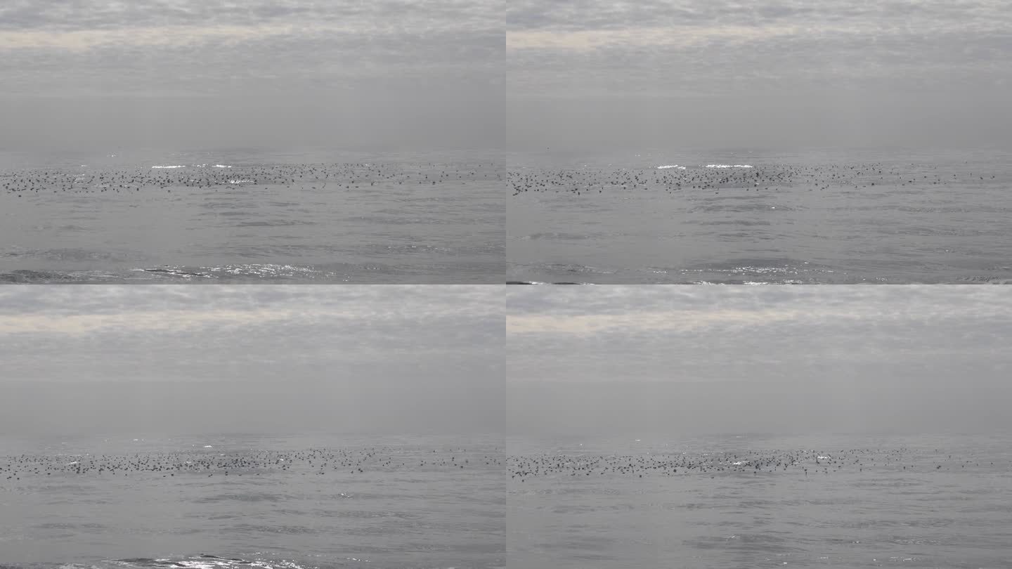 许多鸟在闪闪发光的银色海面上