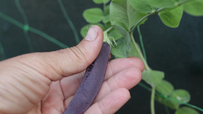 夏天，糖在菜园的棚架上剥豌豆荚