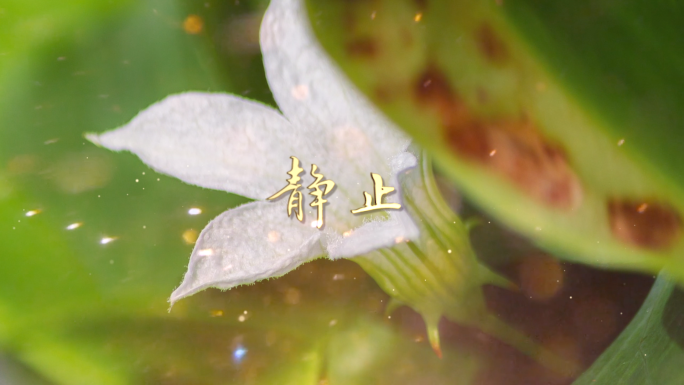 静止伴奏视频背景