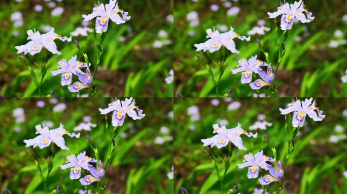 鸢尾花扁竹花鸢尾乌鸢扁竹蓝蝴蝶