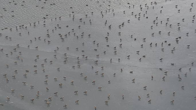 成群赤麻鸭候鸟越冬