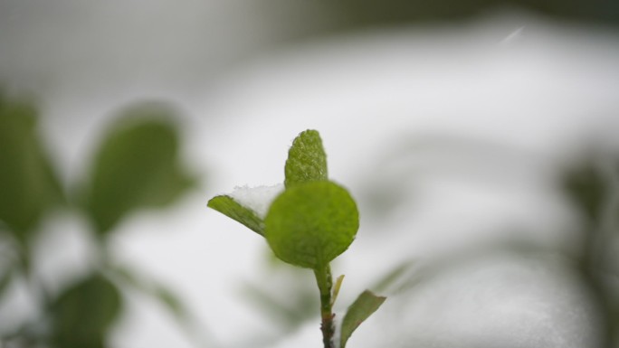 雪中绿叶