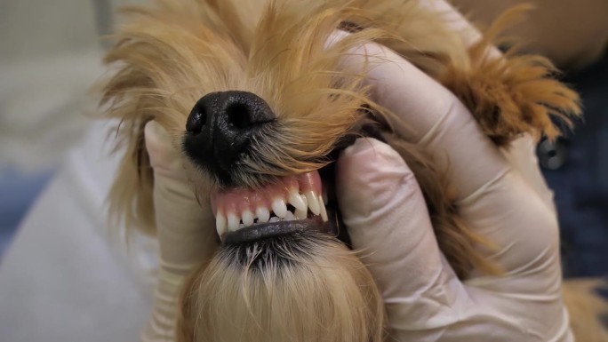 兽医会在拔牙前检查小狗的牙齿。小狗还有乳牙需要拔掉。准备给小狗拔乳牙。