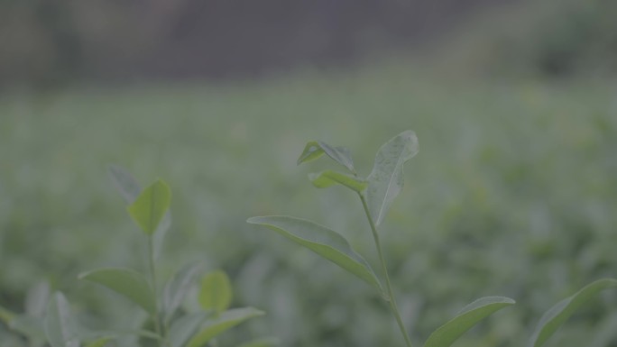 武夷山 茶叶种植 茶园 茶树 茶叶生长