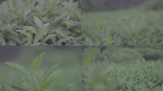 武夷山 茶叶种植 茶园 茶树 茶叶生长