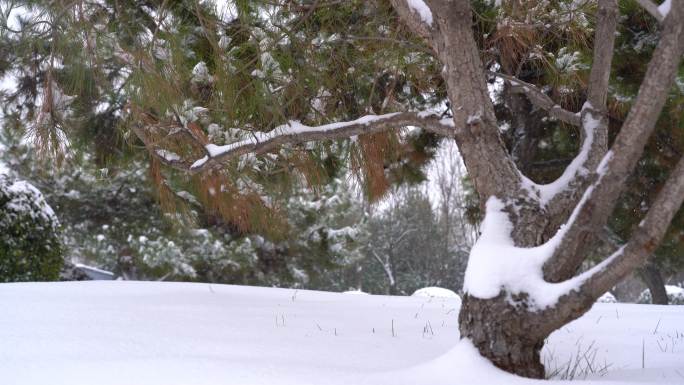 城市大雪出行 石家庄雪景  雪天出行