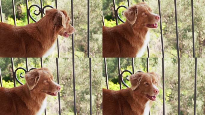 托勒透过阳台栏杆向外偷看，摆出一副若有所思的姿势。新斯科舍省的鸭子寻回犬沉思着这一景象