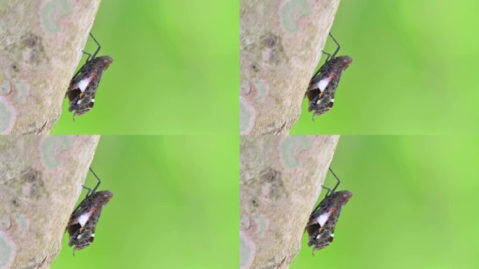悬垂的位置，当休息时，然后向上移动一点，灯笼虫，五棱草杂交种，泰国