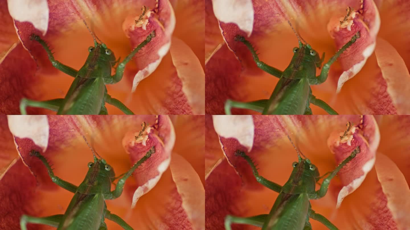 一只绿色的大蚱蜢正在吃一朵橙色的花。