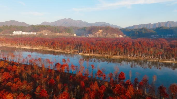 航拍宣城落羽杉湿地公园秋色