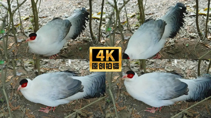 4K实拍动物鸟类马鸡