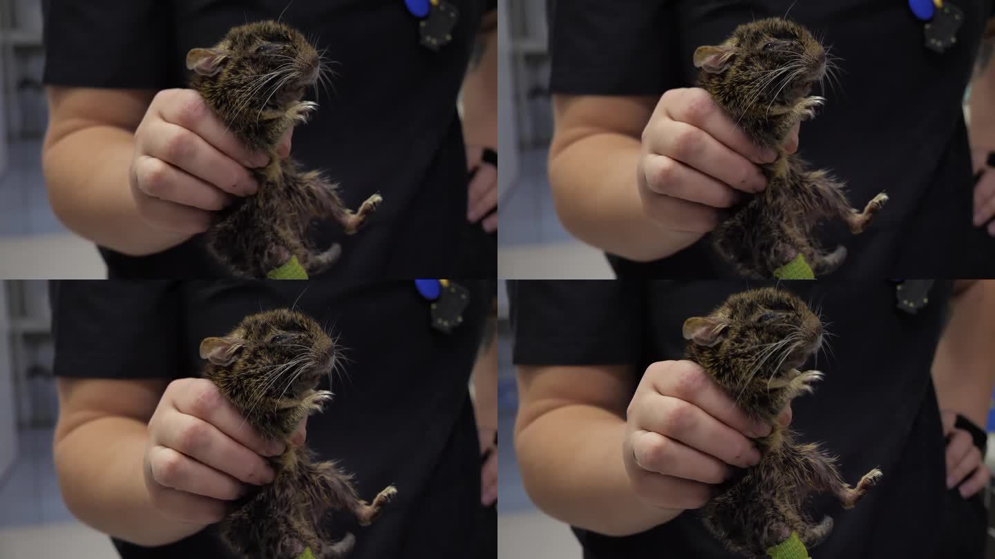 一名兽医小心翼翼地将一只病重的大齿鼠握在手中。一只患重病的大齿鼠被送到兽医那里抢救。兽医诊所治疗啮齿