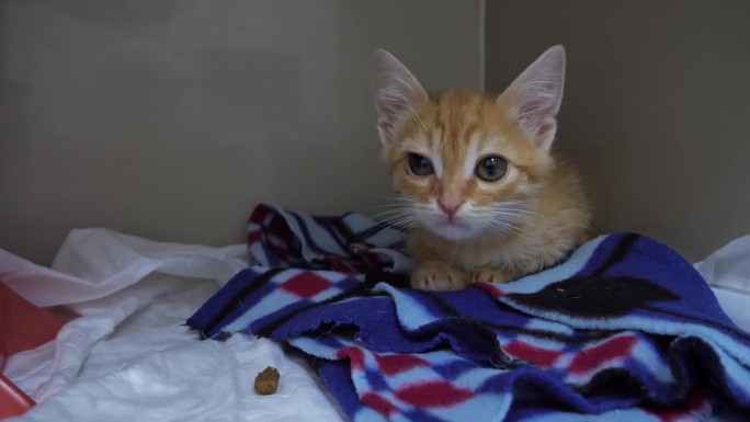 在一家兽医诊所里，一只可爱的无家可归的红色小猫正在寻找新的主人。小猫在医院的笼子里走来走去，环顾四周