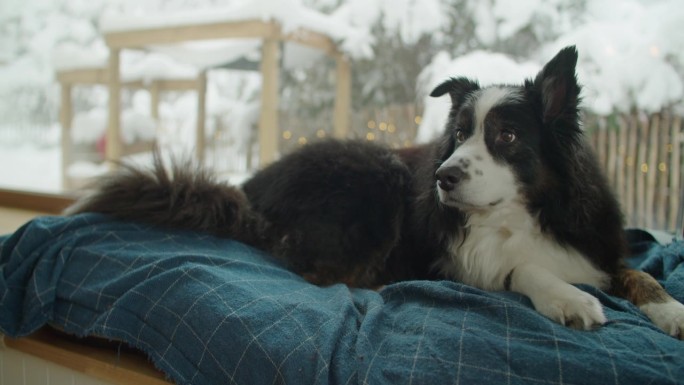 中景特写，一只狗躺在他的毯子上靠近窗户。背景中有很多可见的雪。