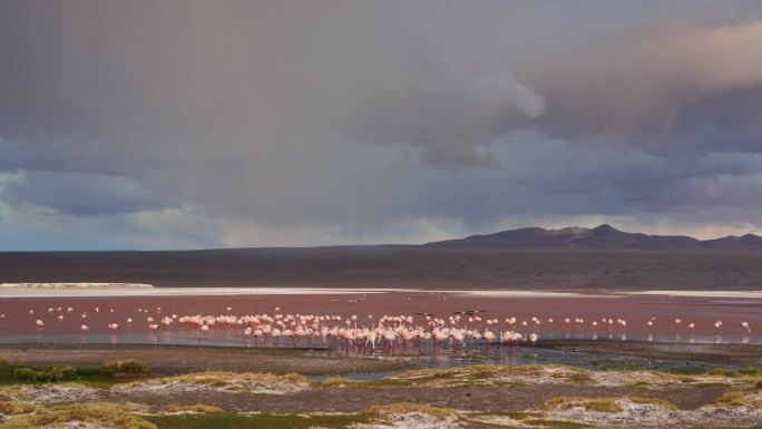 玻利维亚科罗拉多湖的安第斯火烈鸟、凤鸟和凤头鸟