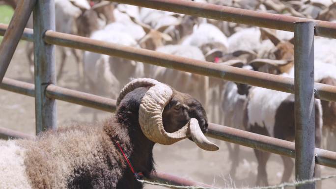 4K 剪羊毛 羊群 幸福生活 草原 牧人