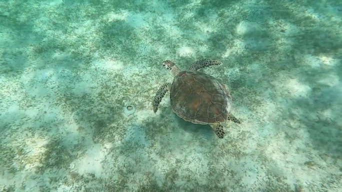 美属维尔京群岛圣约翰珊瑚礁:海龟