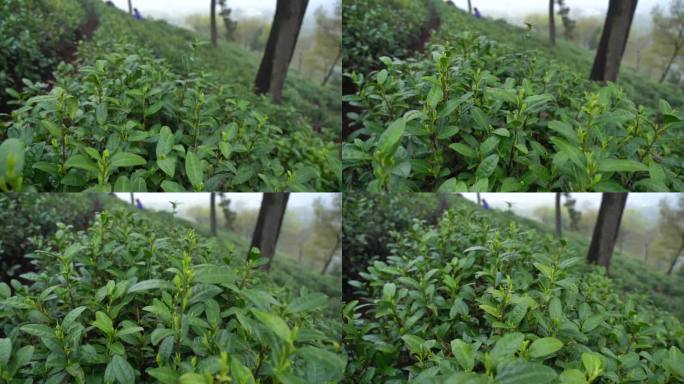 茶叶 采茶 茶山 茶田 茶园