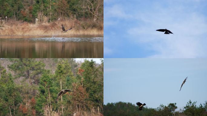 4K 黑耳鸢翱翔 打架航拍