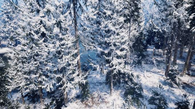 4k林海雪原松林雪景俯瞰降落