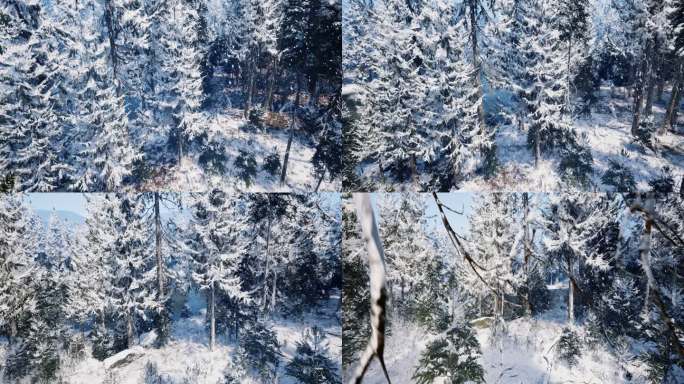 4k林海雪原松林雪景俯瞰降落