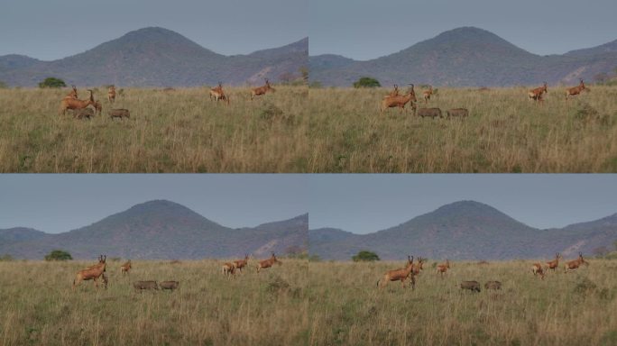 草原上的羚羊和貘，背景是山。非洲乌干达的基代波谷国家公园。
