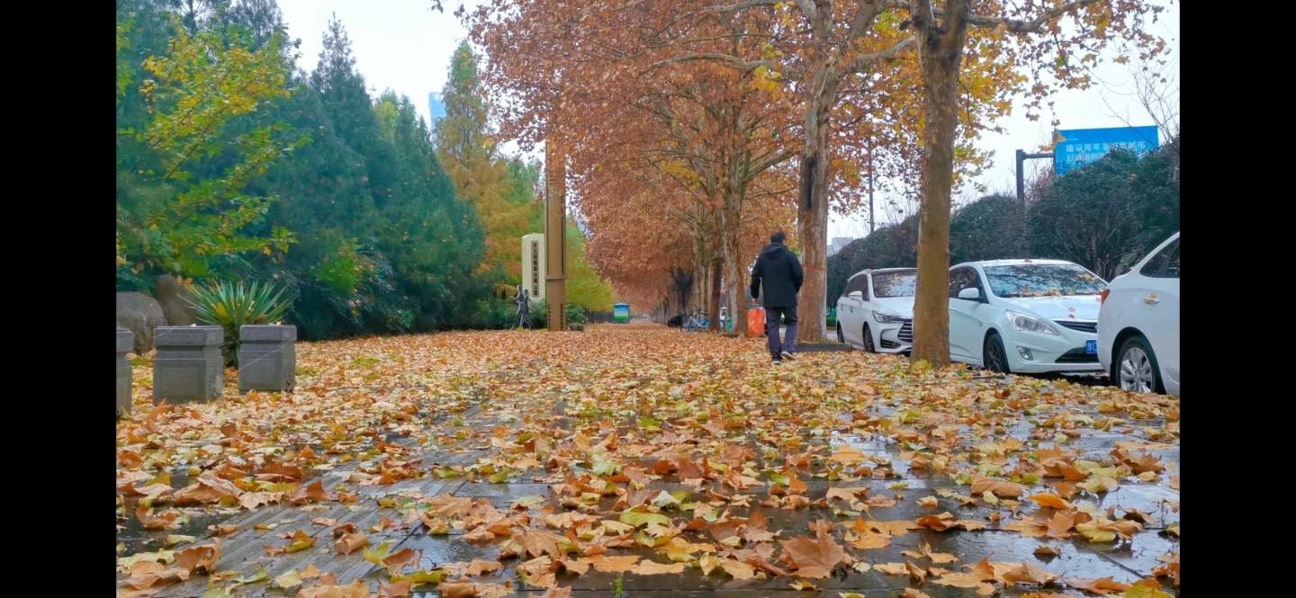 雨中晚秋深秋萧瑟初冬街景