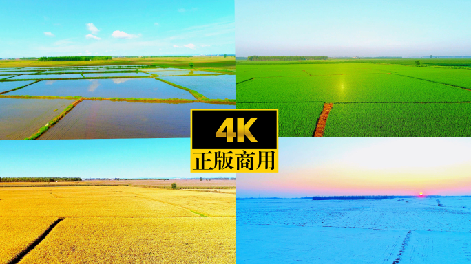水稻四季延时视频 季节变化 一年四季