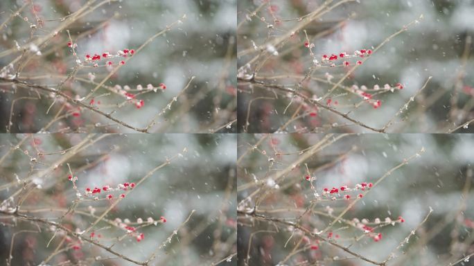 圣诞节飘雪 升格雪花飘落慢动作