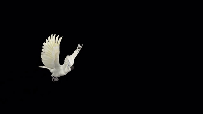 鹦鹉鸟-白伞凤头鹦鹉-飞越屏幕- III -阿尔法频道