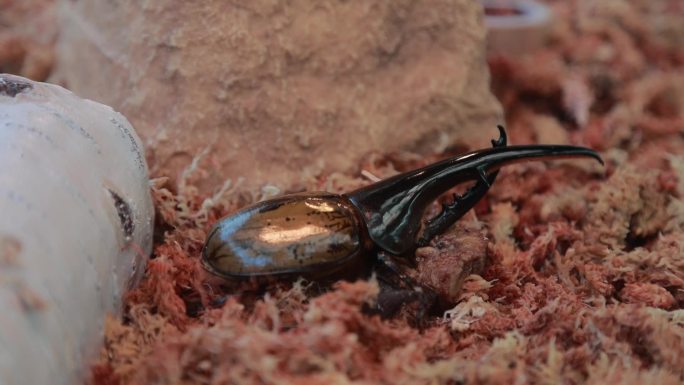 活动 昆虫 彩虹锹甲 甲虫 博物馆 标本