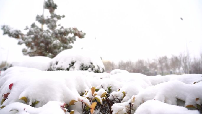 城市大雪出行 石家庄雪景  雪天出行