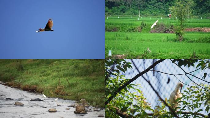 4K 陕西朱鹮 飞翔  国家一级保护动物