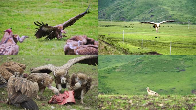 一组高原秃鹫 升格拍摄鸟类 跟踪航拍鸟类