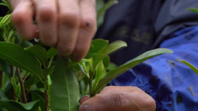 茶叶 采茶 茶山 茶田 茶园